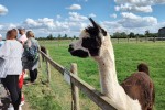 Alpaca Walks