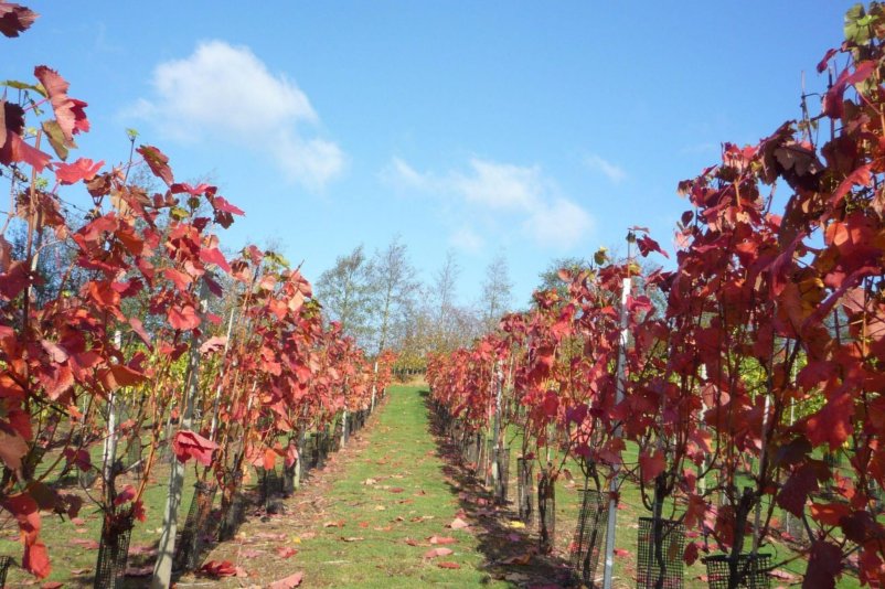 Welland Valley Vineyard