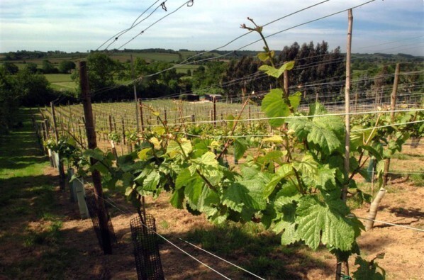 Welland Valley Vineyard